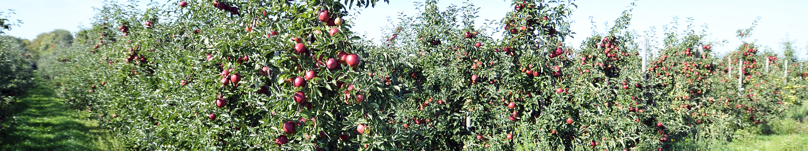 Obstbaumanlage mit reifen roten Äpfeln ©Feuerbach